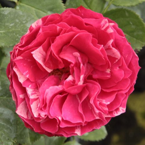 Rozen bestellen en bezorgen - floribunda roos - roze - wit - Rosa Konstantina™ - zacht geurende roos - PhenoGeno Roses - Losse, halfgevulde bloemen met paarse-roze strepen, sterke geur en opvallende meeldraden. Compact, geschikt als haag en indien sterk g